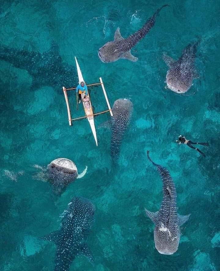  cebu philippines